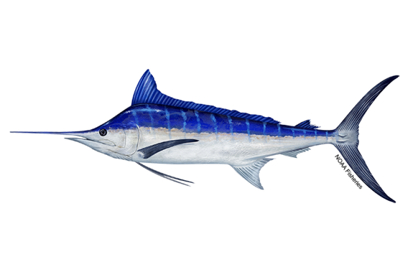 Illustration Marlin bleu — NOAA Fisheries